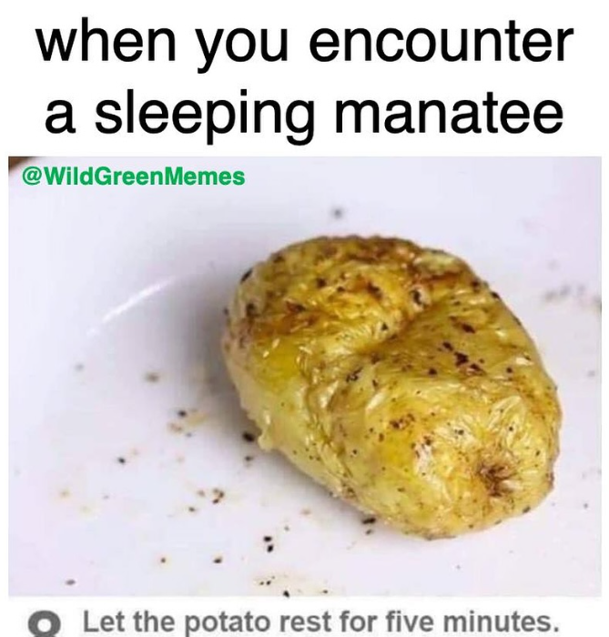 when you encounter a sleeping manatee @WildGreenMemes O Let the potato rest for five minutes.