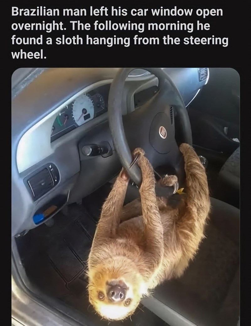 Brazilian man left his car window open overnight. The following morning he found a sloth hanging from the steering wheel.