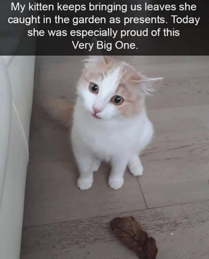 My kitten keeps bringing us leaves she caught in the garden as presents. Today she was especially proud of this Very Big One.