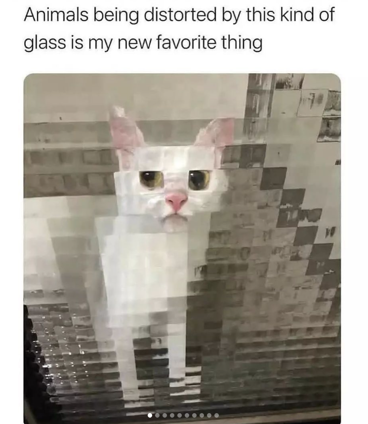 Animals being distorted by this kind of glass is my new favorite thing W