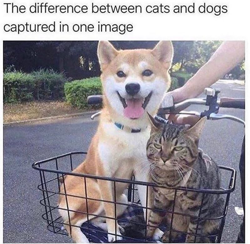 The difference between cats and dogs captured in one image