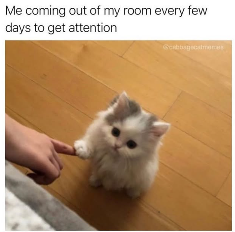 Me coming out of my room every few days to get attention @cabbagecatmemes