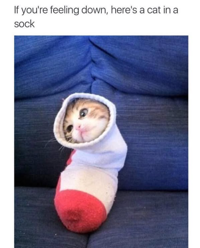 If you're feeling down, here's a cat in a sock