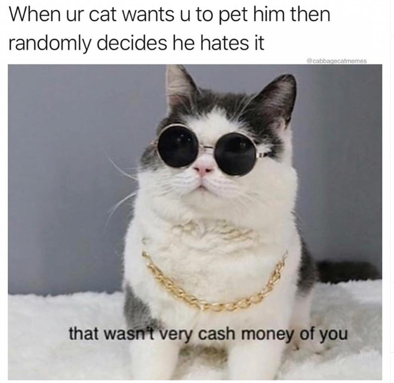 When ur cat wants u to pet him then randomly decides he hates it @cabbagecatmemes that wasn't very cash money of you