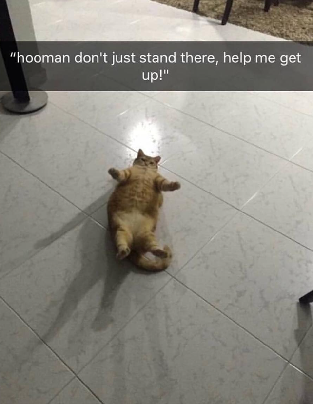 "hooman don't just stand there, help me get up!"