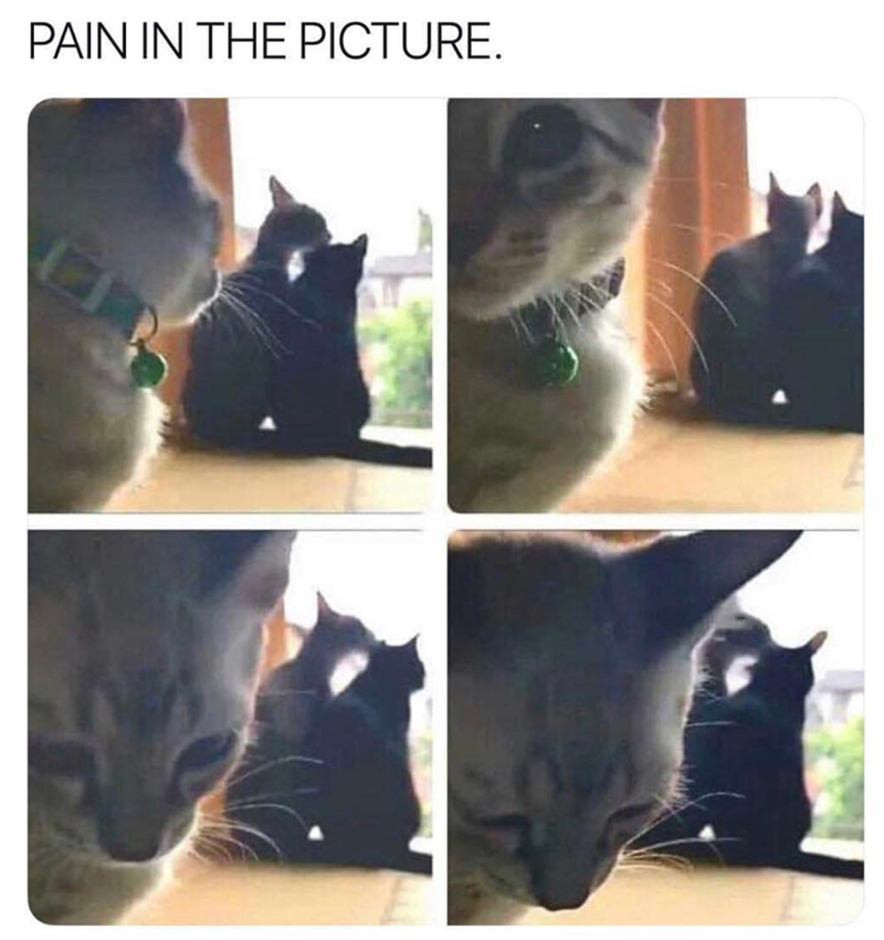 PAIN IN THE PICTURE.