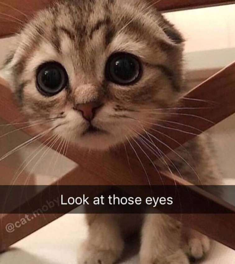 @cat.moby Look at those eyes
