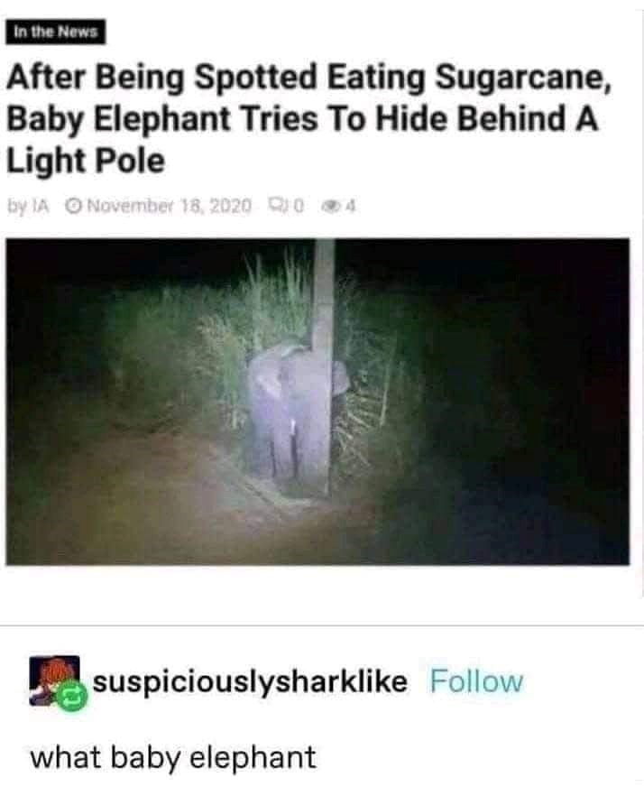 In the News After Being Spotted Eating Sugarcane, Baby Elephant Tries To Hide Behind A Light Pole by IA November 18, 2020 04 suspiciouslysharklike Follow what baby elephant