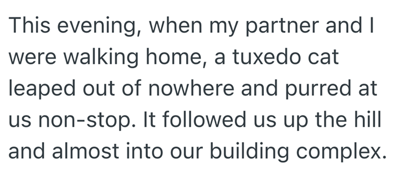 This evening, when my partner and I were walking home, a tuxedo cat leaped out of nowhere and purred at us non-stop. It followed us up the hill and almost into our building complex.