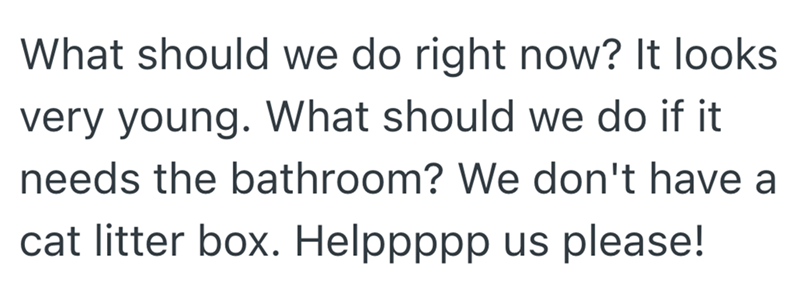 What should we do right now? It looks very young. What should we do if it needs the bathroom? We don't have a cat litter box. Helppppp us please!