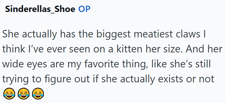 Sinderellas Shoe OP She actually has the biggest meatiest claws | think I've ever seen on a kitten her size. And her wide eyes are my favorite thing, like she's still trying to figure out if she actually exists or not