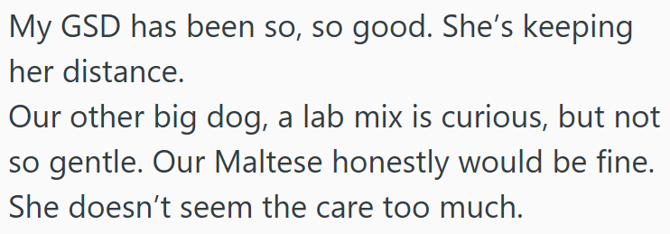 My GSD has been so, so good. She's keeping her distance. Our other big dog, a lab mix is curious, but not so gentle. Our Maltese honestly would be fine. She doesn't seem the care too much.