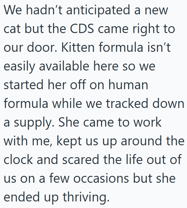 We hadn't anticipated a new cat but the CDS came right to our door. Kitten formula isn't easily available here so we started her off on human formula while we tracked down a supply. She came to work with me, kept us up around the clock and scared the life out of us on a few occasions but she ended up thriving.