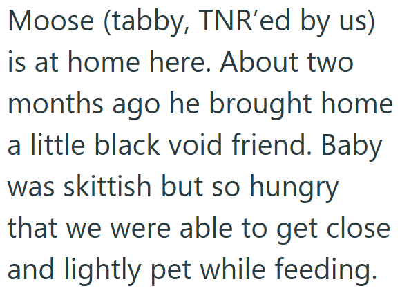 Moose (tabby, TNR'ed by us) is at home here. About two months ago he brought home a little black void friend. Baby was skittish but so hungry that we were able to get close and lightly pet while feeding.