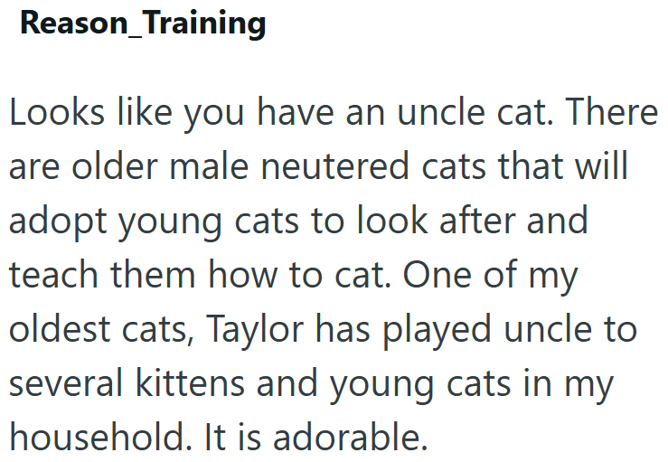 Reason_Training Looks like you have an uncle cat. There are older male neutered cats that will adopt young cats to look after and teach them how to cat. One of my oldest cats, Taylor has played uncle to several kittens and young cats in my household. It is adorable.
