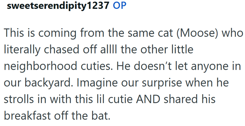 sweetserendipity1237 OP This is coming from the same cat (Moose) who literally chased off all the other little neighborhood cuties. He doesn't let anyone in our backyard. Imagine our surprise when he strolls in with this lil cutie AND shared his breakfast off the bat.