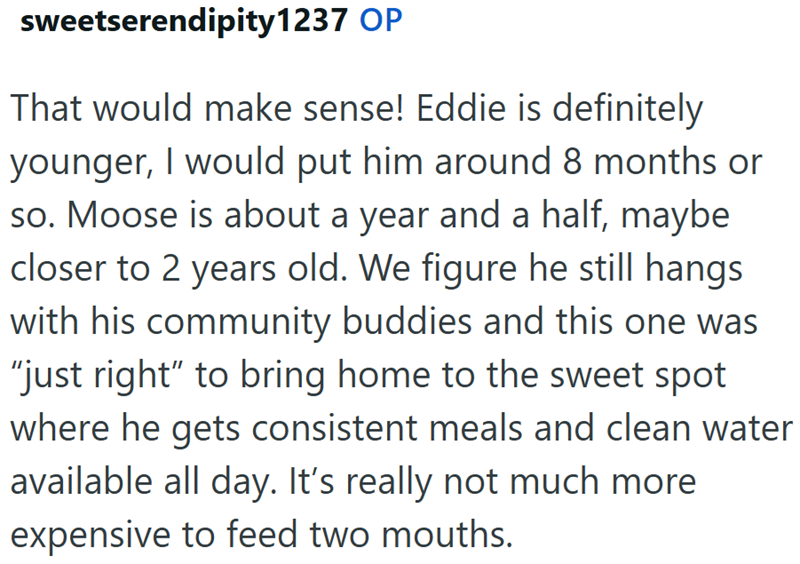 sweetserendipity1237 OP That would make sense! Eddie is definitely younger, I would put him around 8 months or so. Moose is about a year and a half, maybe closer to 2 years old. We figure he still hangs with his community buddies and this one was "just right" to bring home to the sweet spot where he gets consistent meals and clean water available all day. It's really not much more expensive to feed two mouths.