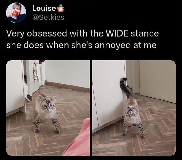 Louise @Selkies_ Very obsessed with the WIDE stance she does when she's annoyed at me