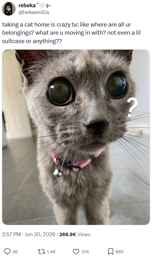 rebeka @bekaemilia taking a cat home is crazy bc like where are all ur belongings? what are u moving in with? not even a lil suitcase or anything?? 2:57 PM - Jun 20, 2026 - 266.9K Views 36 1.4K 37K 865