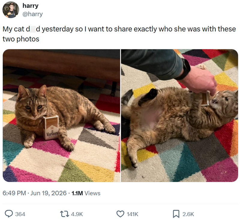 harry @harry My cat d d yesterday so I want to share exactly who she was with these two photos Marlboro 6:49 PM - Jun 19, 2026 1.1M Views 364 14.9K 141K ☐ 2.6K