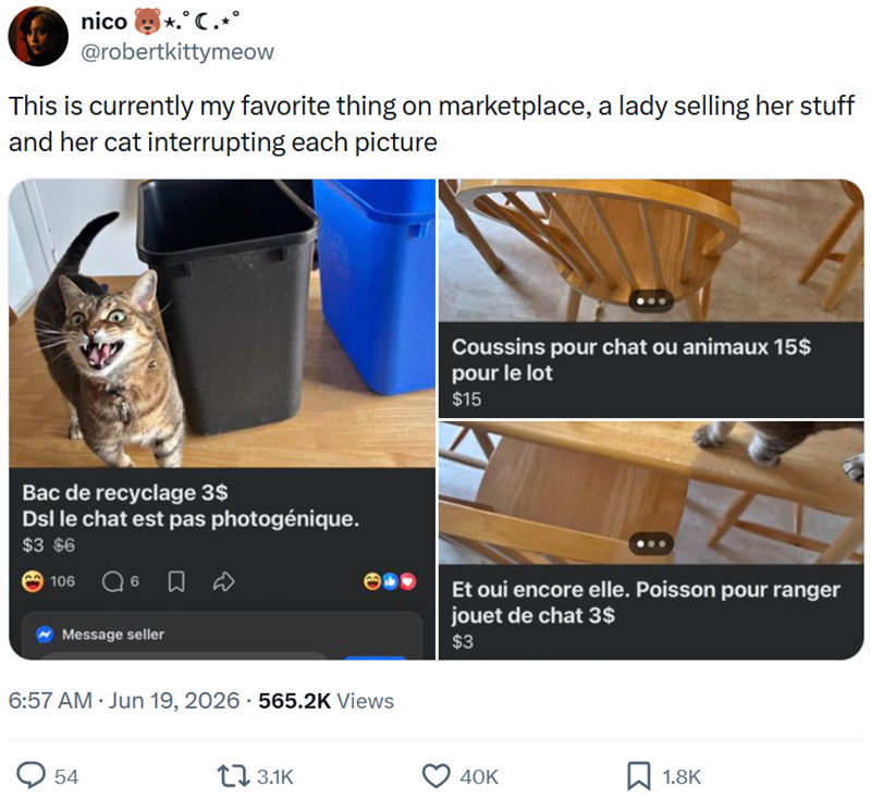 nico *.° C. *° @robertkittymeow This is currently my favorite thing on marketplace, a lady selling her stuff and her cat interrupting each picture Coussins pour chat ou animaux 15$ pour le lot $15 Bac de recyclage 3$ Dsl le chat est pas photogénique. $3 $6 106 6 Message seller Et oui encore elle. Poisson pour ranger jouet de chat 3$ $3 6:57 AM ⚫ Jun 19, 2026 565.2K Views 54 3.1K 40K ☐ 1.8K