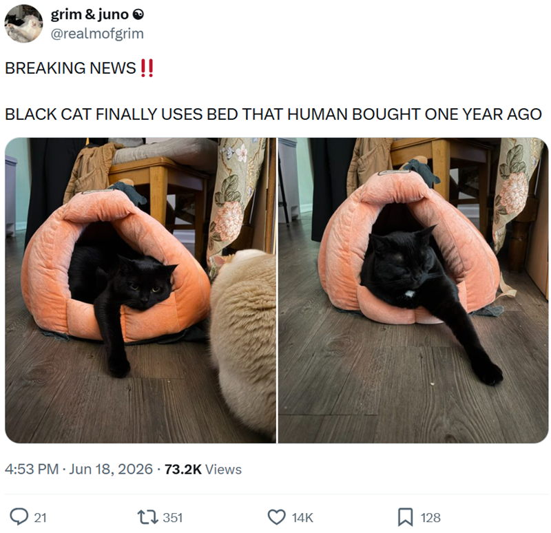 grim & juno @realmofgrim BREAKING NEWS!! BLACK CAT FINALLY USES BED THAT HUMAN BOUGHT ONE YEAR AGO 4:53 PM • Jun 18, 2026 73.2K Views 21 351 14K 128