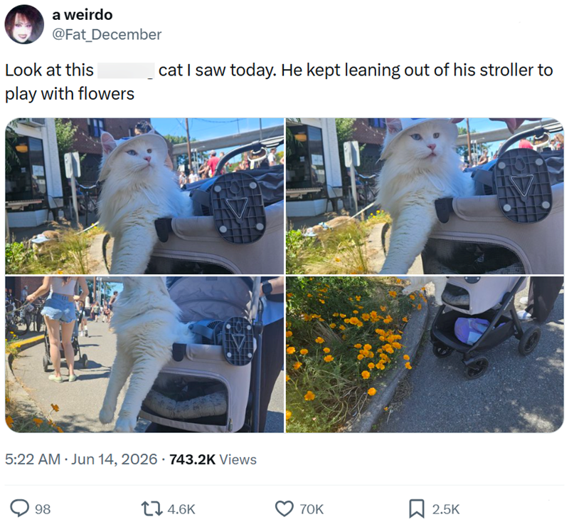 a weirdo @Fat_December Look at this play with flowers I cat I saw today. He kept leaning out of his stroller to 5:22 AM - Jun 14, 2026 · 743.2K Views 98 14.6K 70K ☐ 2.5K