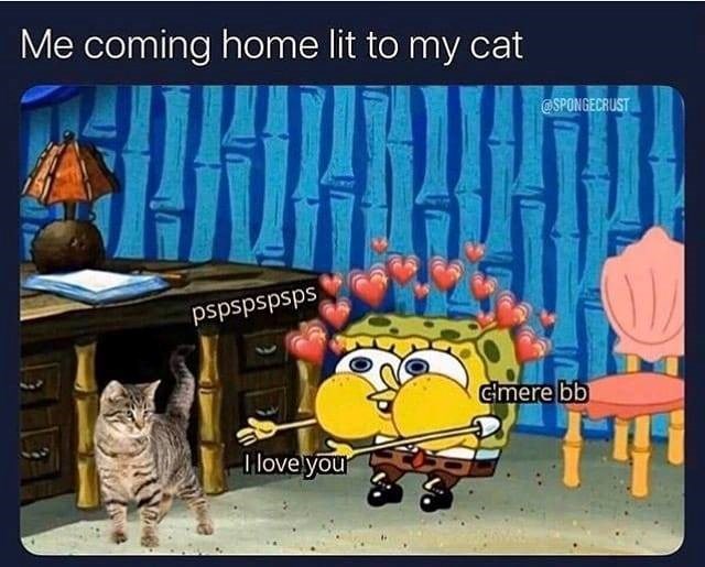 Me coming home lit to my cat pspspspsps @SPONGECRUST I love your Gmere bb ריון