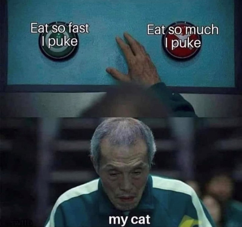Eat so fast I puke Eat so much I puke my cat