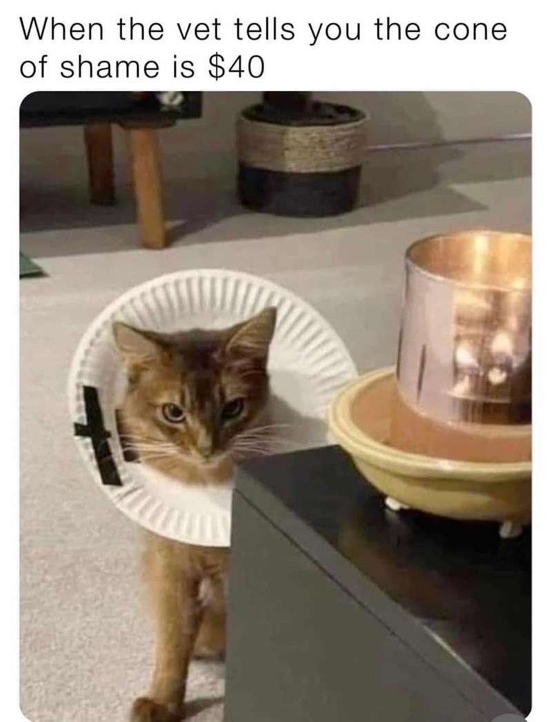 When the vet tells you the cone of shame is $40