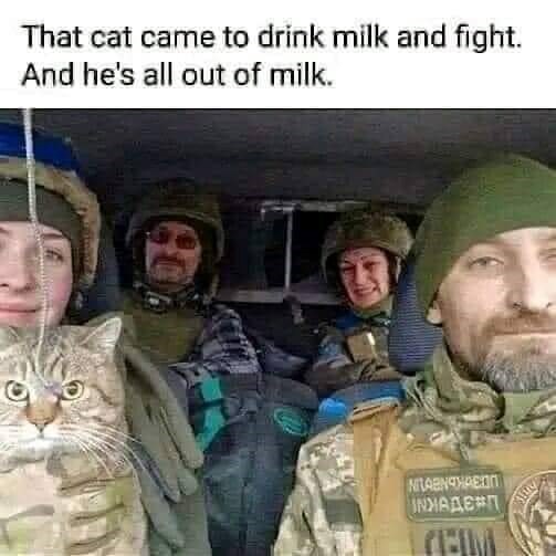 That cat came to drink milk and fight. And he's all out of milk. NITABNAHABON ХАДЕ П