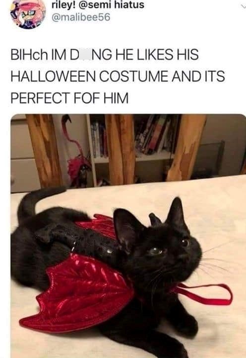 riley! @semi hiatus @malibee56 BIHch IM D NG HE LIKES HIS HALLOWEEN COSTUME AND ITS PERFECT FOF HIM