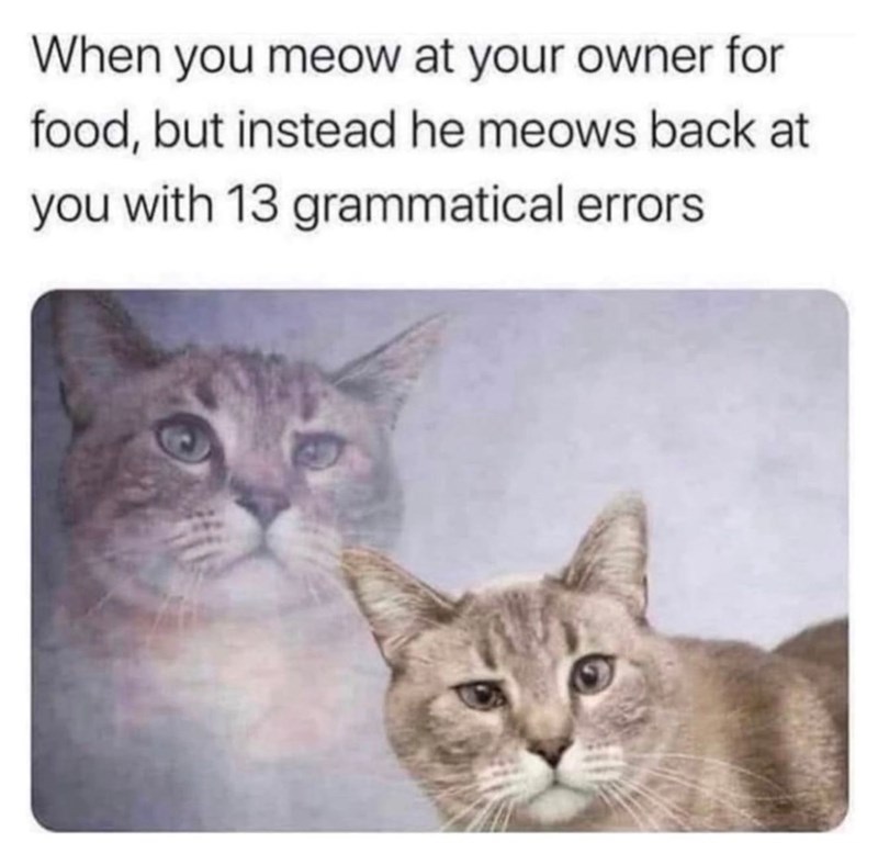 When you meow at your owner for food, but instead he meows back at you with 13 grammatical errors