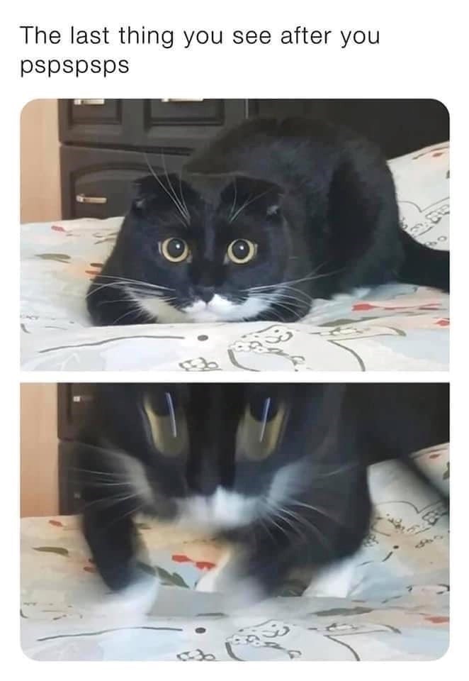The last thing you see after you pspspsps Ο