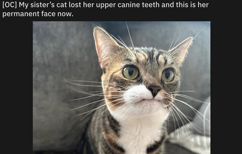 [OC] My sister's cat lost her upper canine teeth and this is her permanent face now.