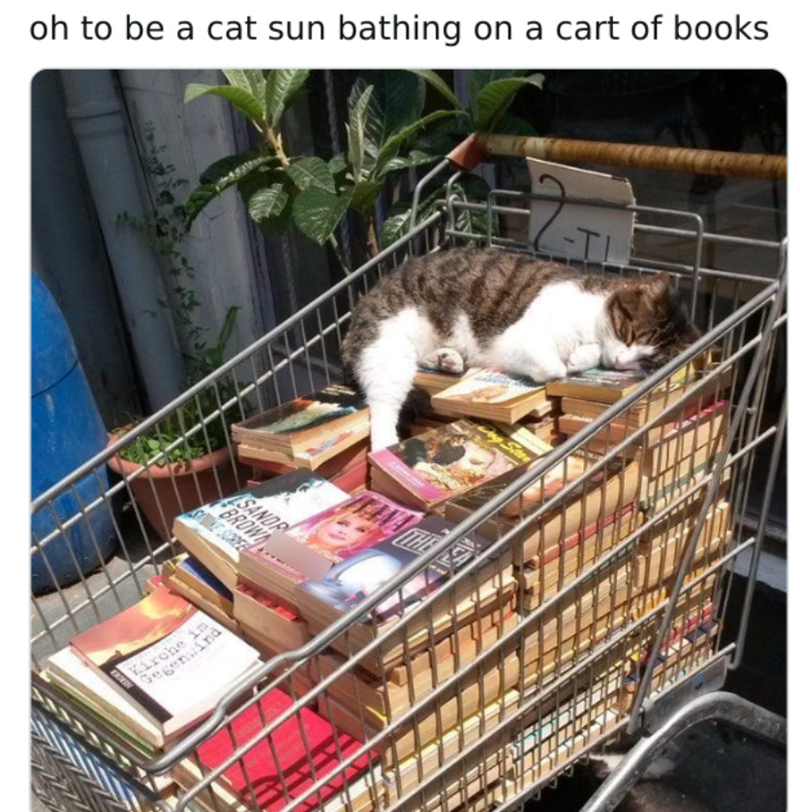 oh to be a cat sun bathing on a cart of books Kirche im Gegenind SANDR BROW A -TI
