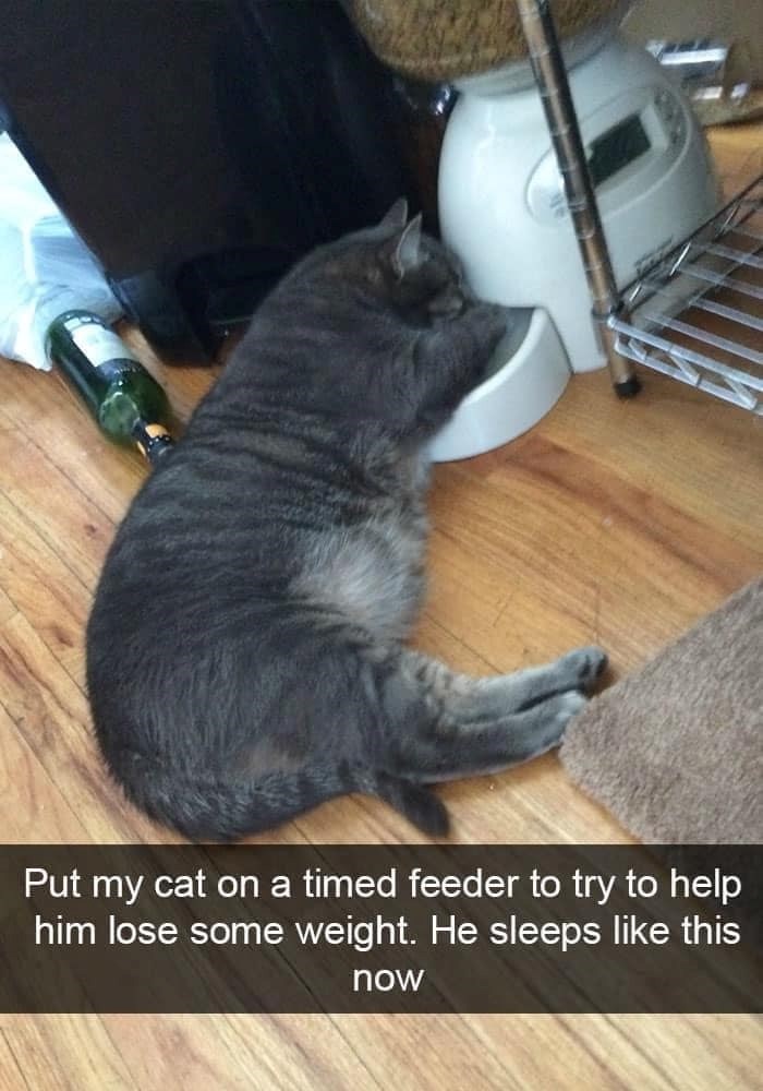 Put my cat on a timed feeder to try to help him lose some weight. He sleeps like this now