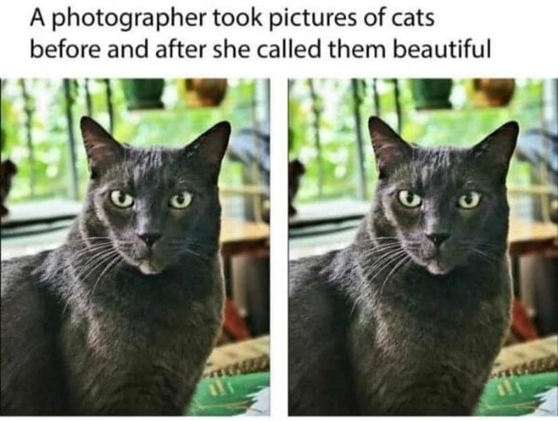 A photographer took pictures of cats before and after she called them beautiful RECKEED