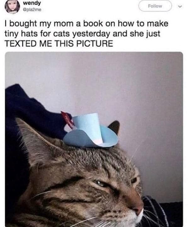 wendy @pla2me Follow I bought my mom a book on how to make tiny hats for cats yesterday and she just TEXTED ME THIS PICTURE