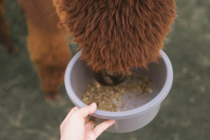 A person feeding a cow from a bowl.