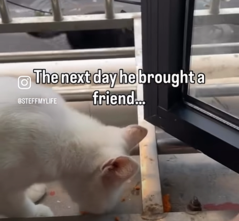 The next day he broughta STEFFMYLIFE friend...