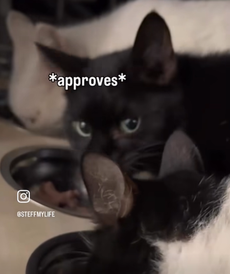 *approves* STEFFMYLIFE