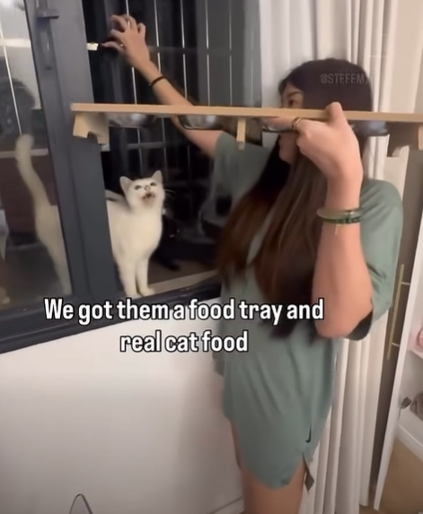 We got them a food tray and real cat food STEFEM