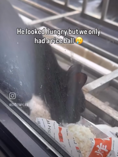 He looked hungry but we only had a rice ball (0) GSTEFFMYLIFE F3 MHS пол