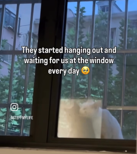 They started hanging out and waiting for us at the window every day O STEFFMYLIFE