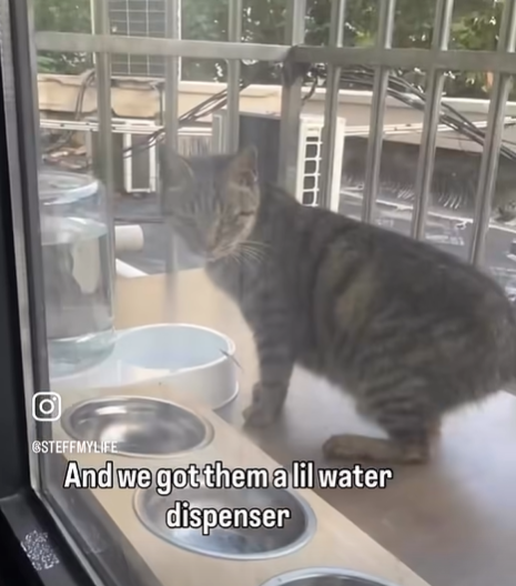 Ο GSTEFFMYLIFE And we got them a lil water dispenser