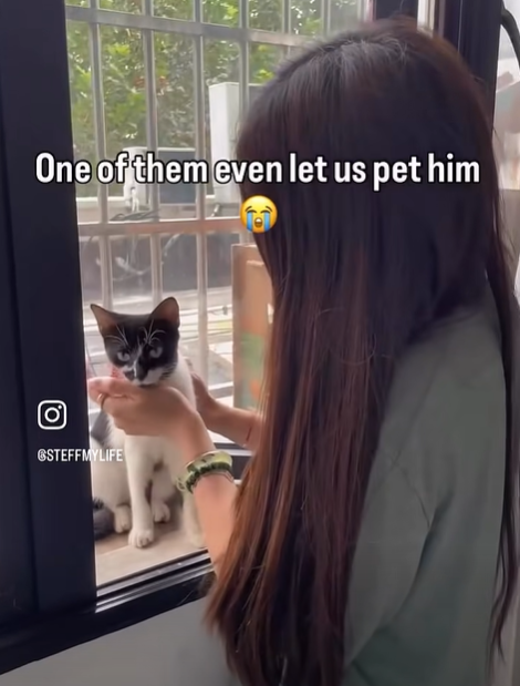 One of them even let us pet him O GSTEFFMYLIFE