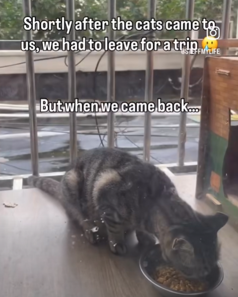 Shortly after the cats came to us, we had to leave for a trip STEFFMYLIFE But when we came back...