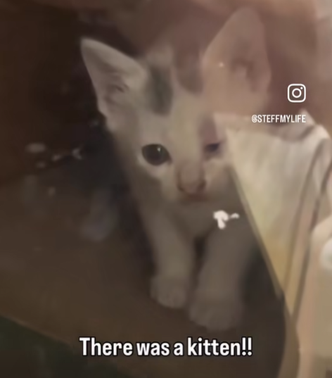 There was a kitten!! (ο GSTEFFMYLIFE