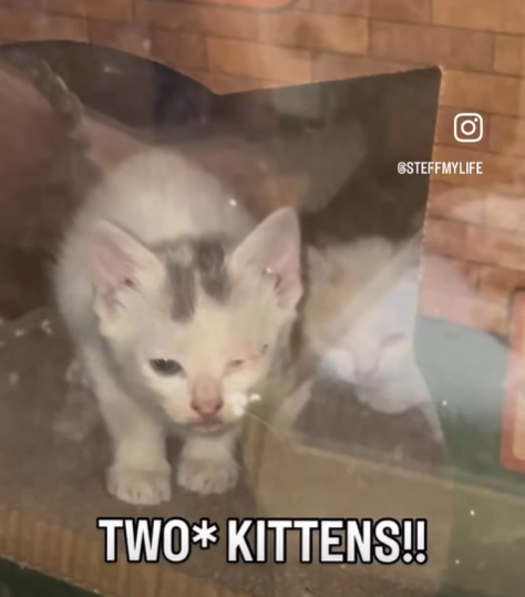 (0°) GSTEFFMYLIFE TWO* KITTENS!!